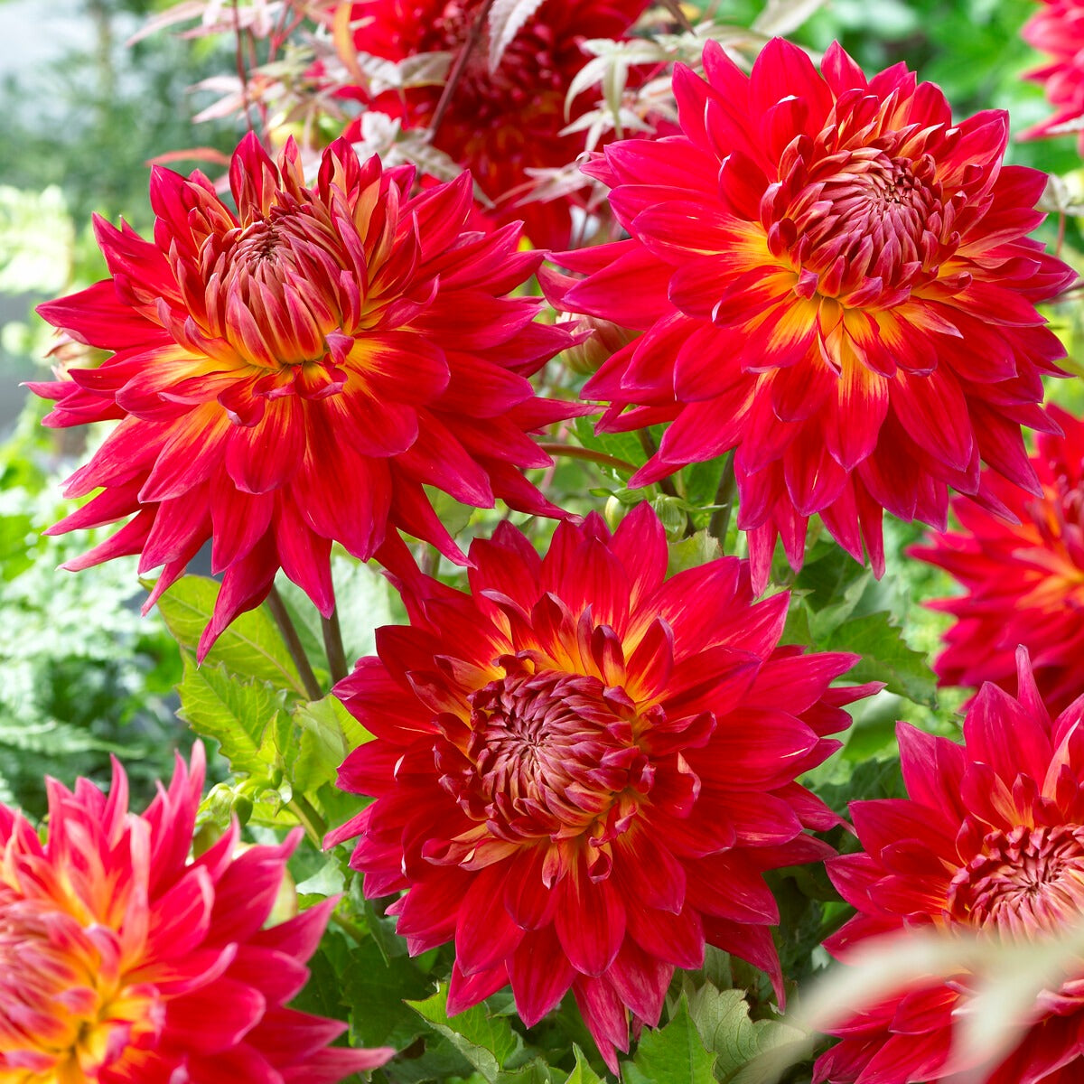 Bakker 5 Dahlias en mélange bulbe calibre I multicolore