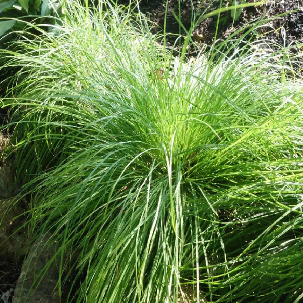 Bakker Carex montana laîche graminée pot 8cm