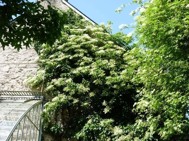 Les Hortensias du Haut Bois anomala Pétiolaris Tiliaefolia hortensia