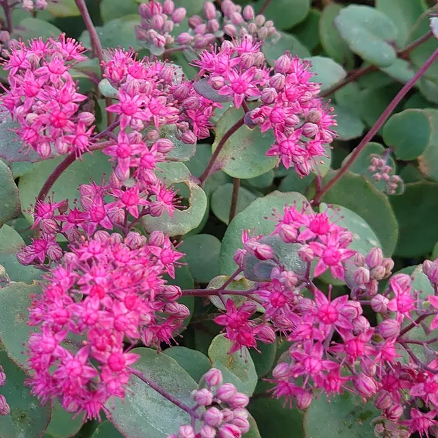 Passion Vivaces Sedum Amber plante vivace tapissante pot 1 L