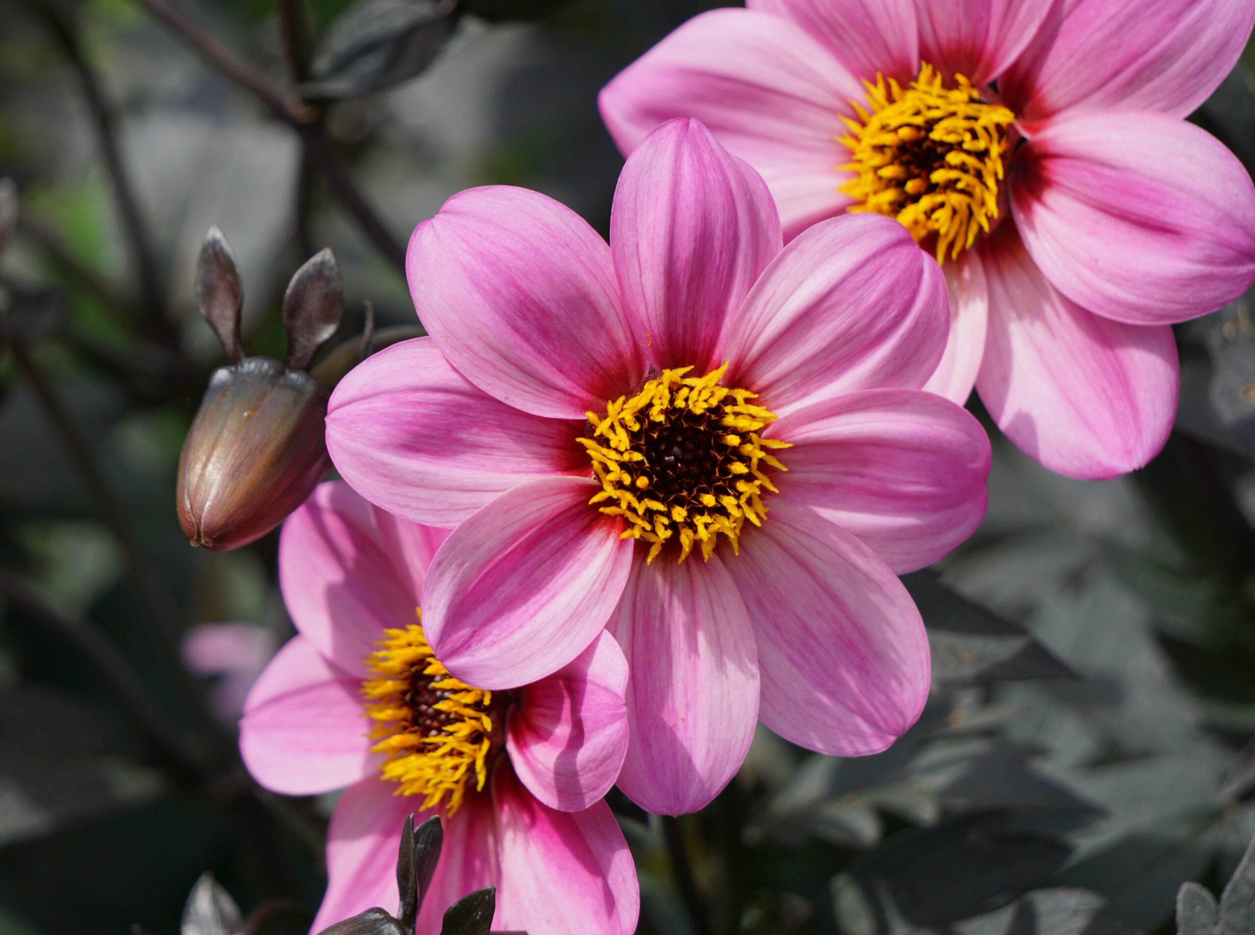 Pépinières Ripoche Dahlia Mystic Dreamer plante vivace rose