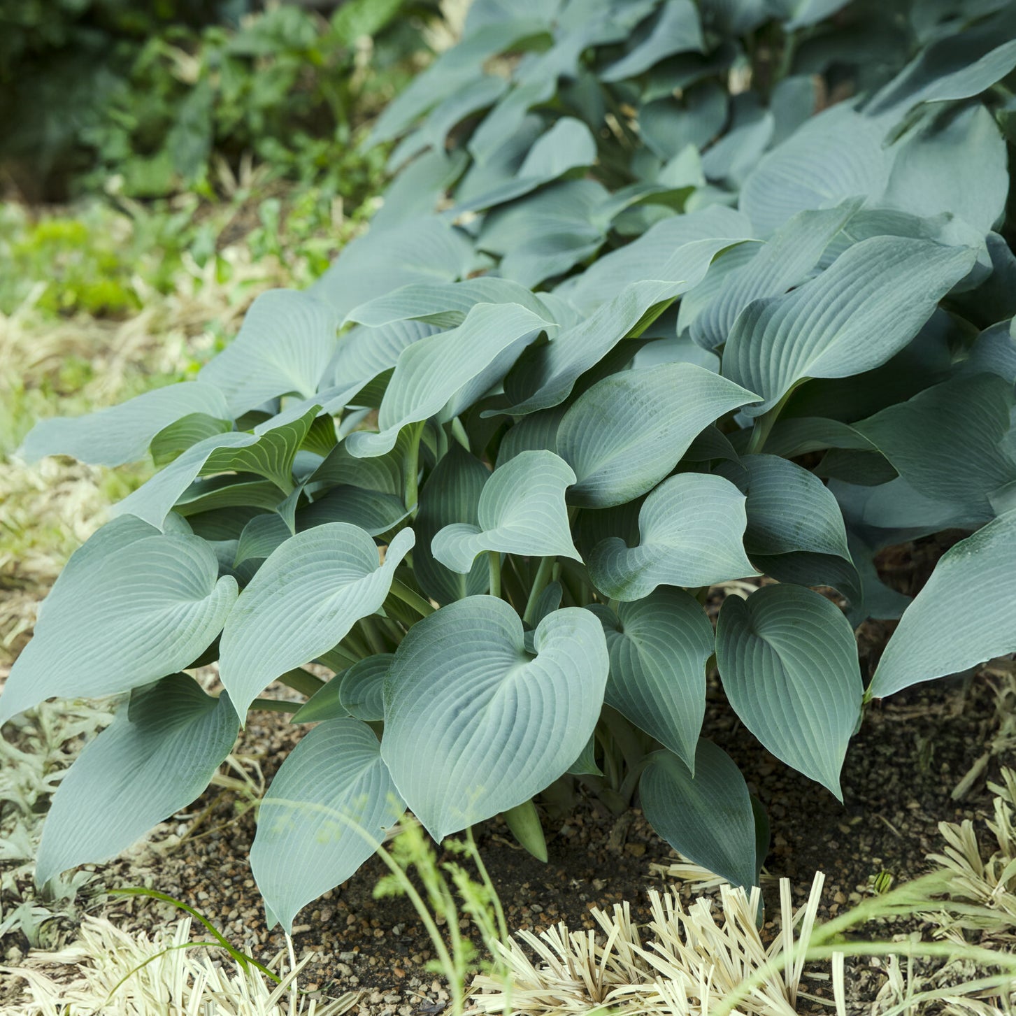 Bakker Hosta Blue Cadet vivace pot 9cm feuillage bleu ombre