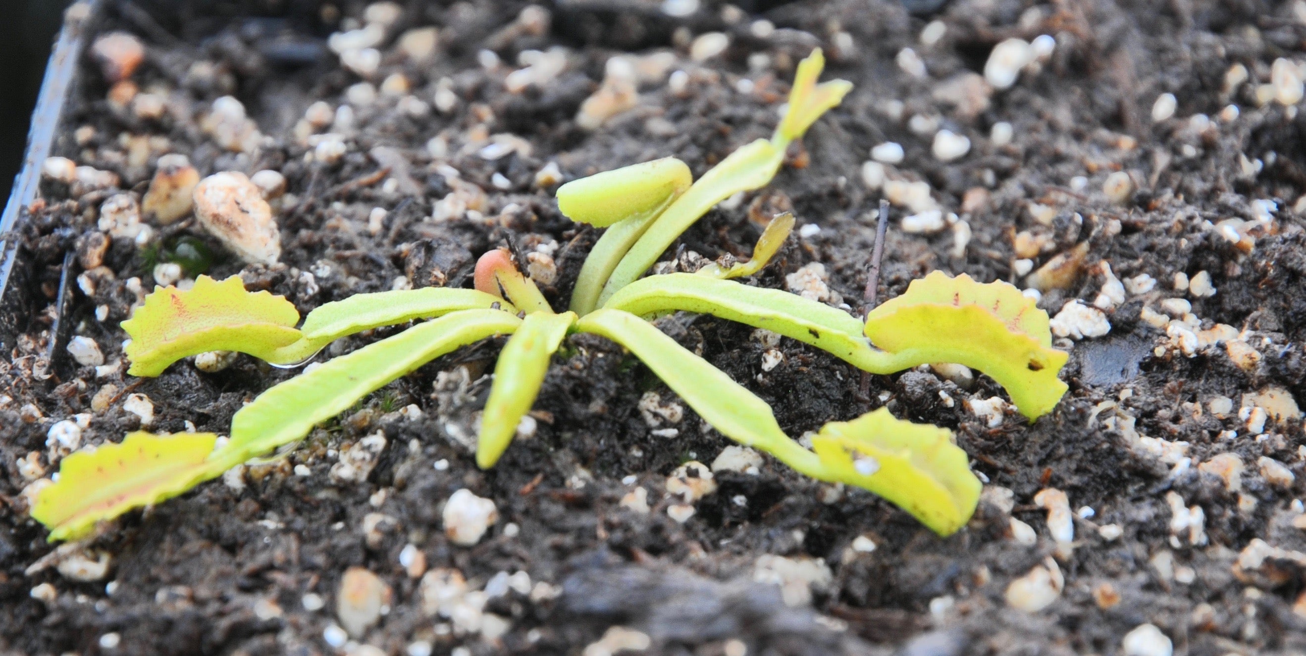 Carniflore Dionaea Mars attrape-mouche piège sans cils pot 9 cm
