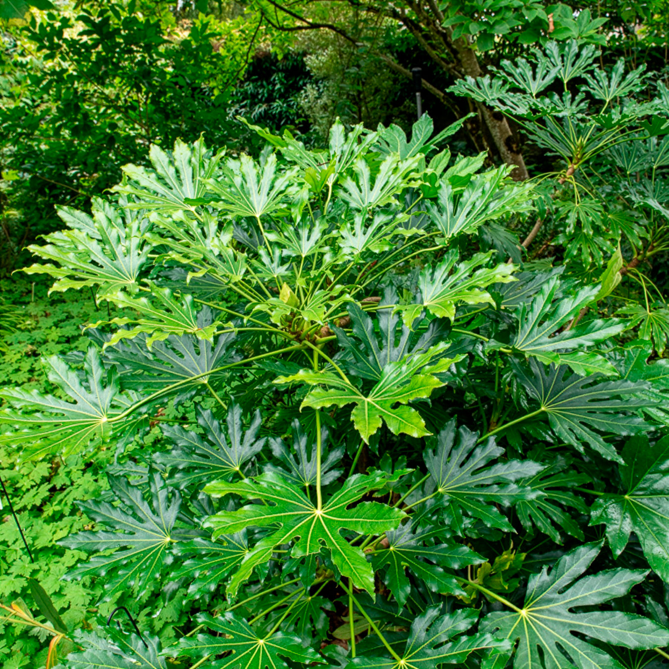 Bakker Aralia du Japon Fatsia japonica plante verte pot Ø9cm