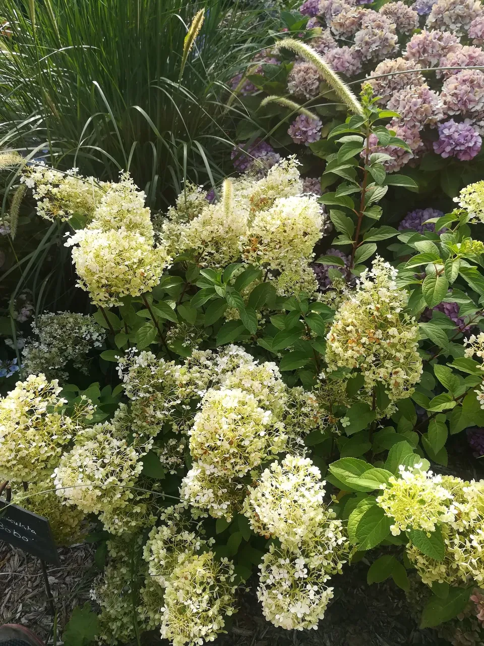Les Hortensias du Haut Bois Bobo hortensia paniculé nain