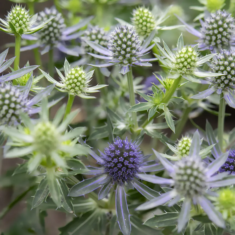 Bakker Panicaut Blue Hobbit vivace pot 9cm bleu acier