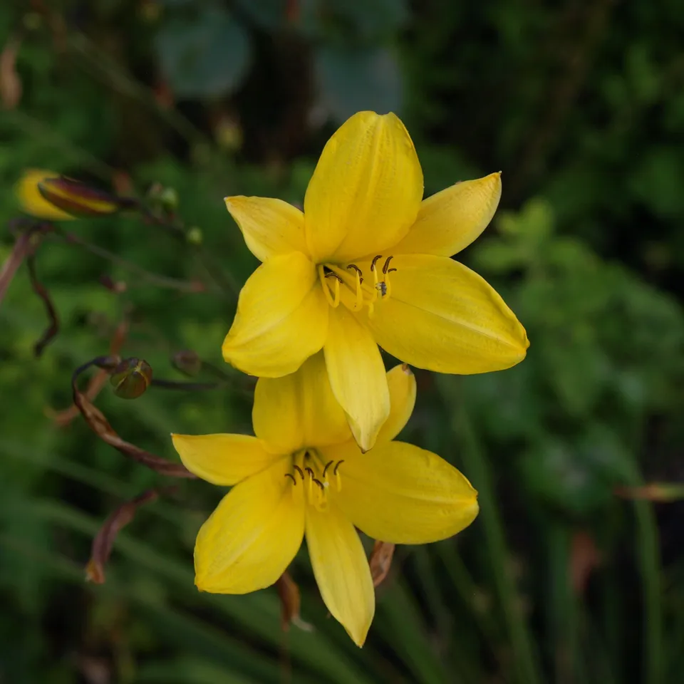 Passion Vivaces Hemerocallis Corky hémérocalle pot 1L jaune