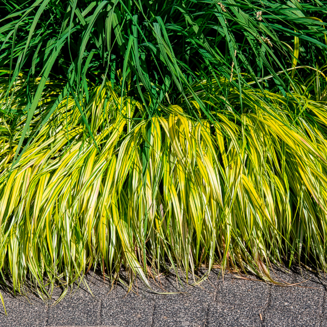 Bakker Plantes d'extérieur Herbe du Japon Aureola graminée pot 9cm