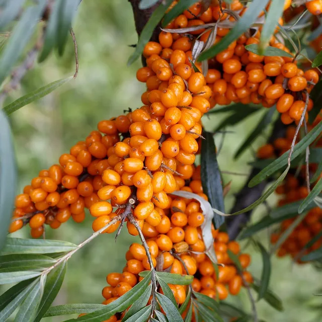 Bakker Hergo argousier femelle pot 9cm baies vitamine C