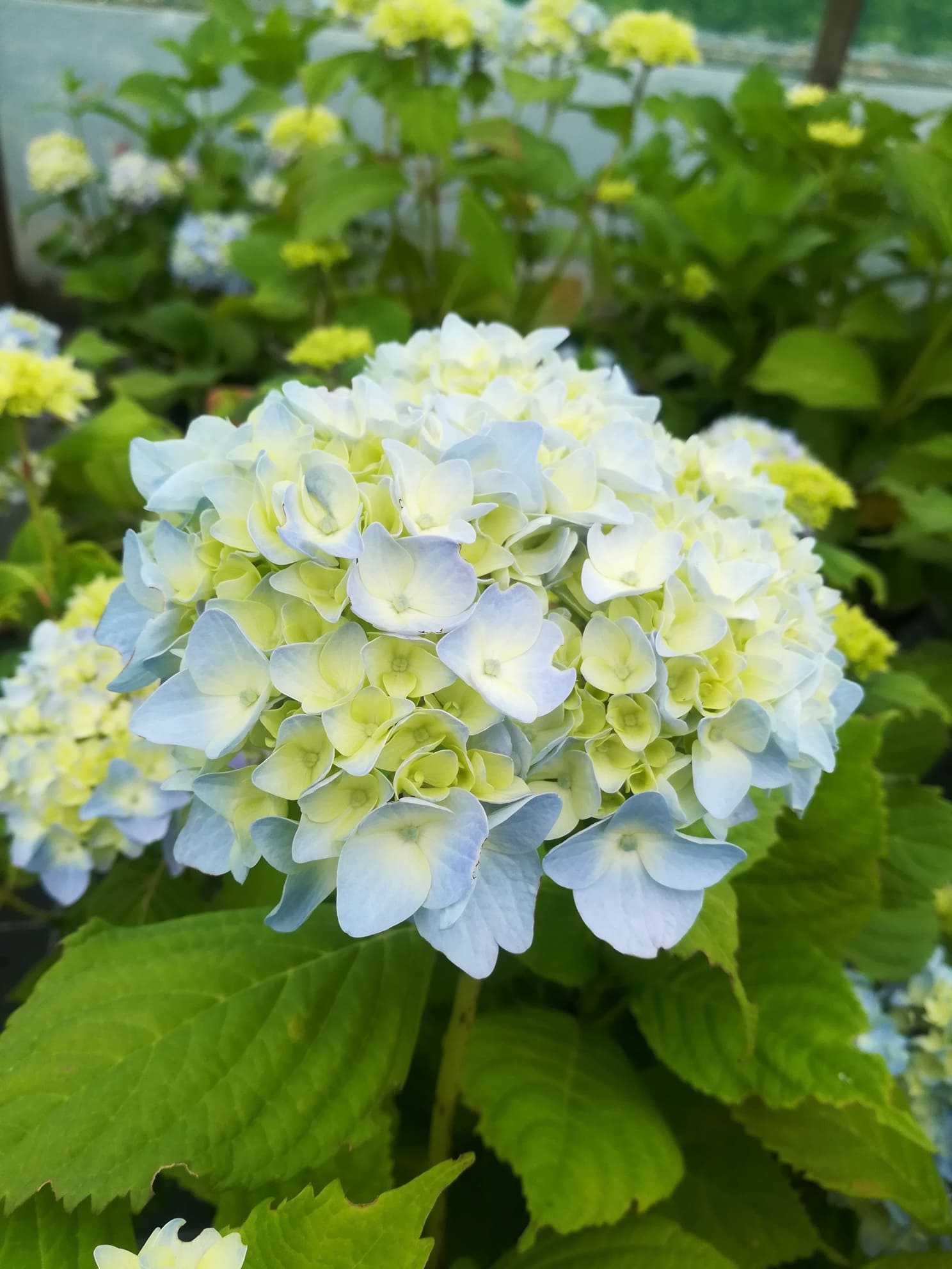 Les Hortensias du Haut Bois Hydrangea macrophylla Nikko Blue hortensia bleu