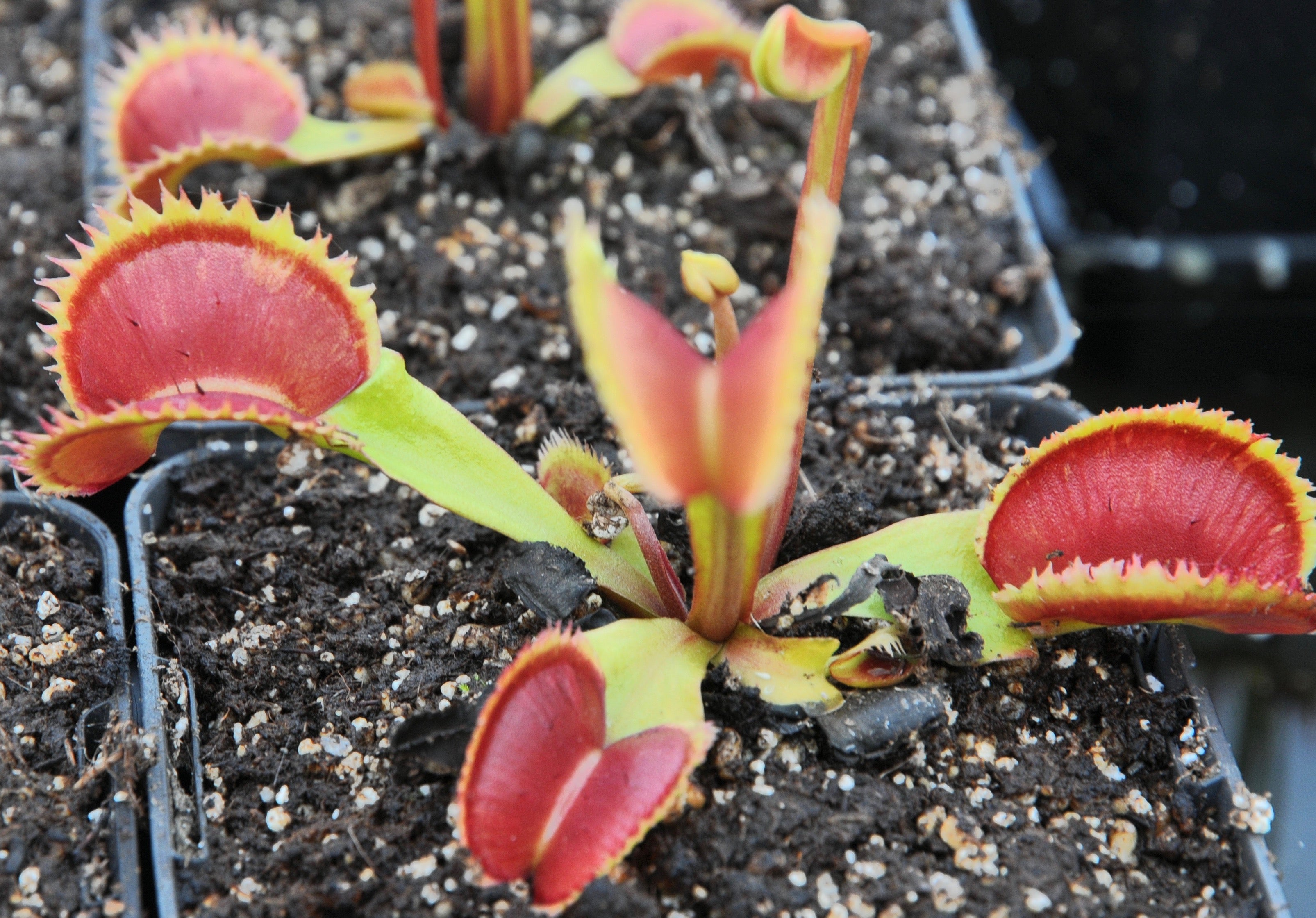 Carniflore Dionée SL Seedling plante carnivore adulte pot 9x9
