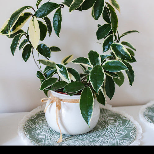 Bakker Hoya carnosa Krimson Queen plante de cire pot 12cm