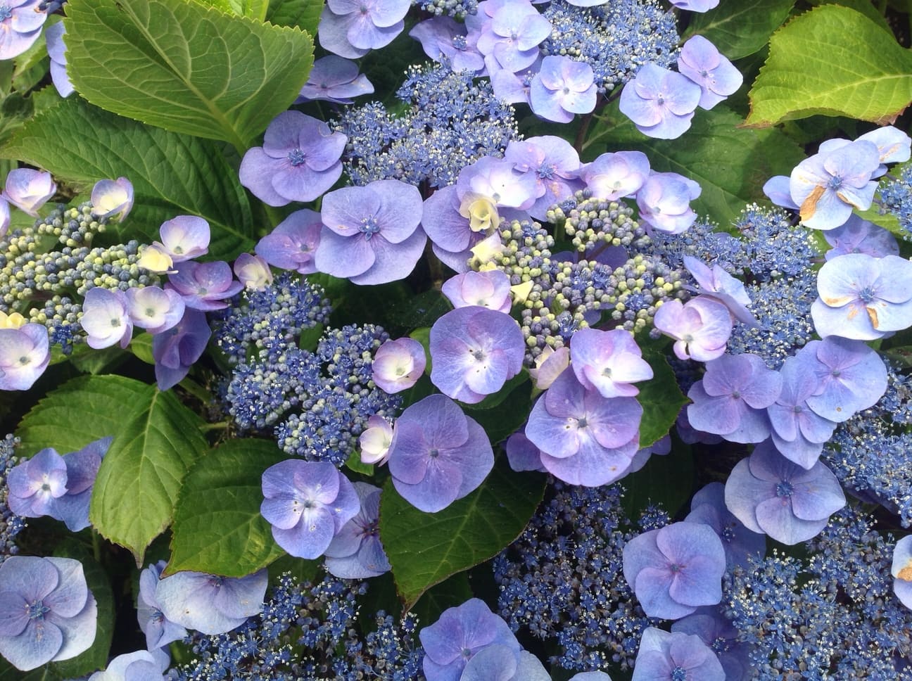 Les Hortensias du Haut Bois Atmosphère hortensia fleurs plates