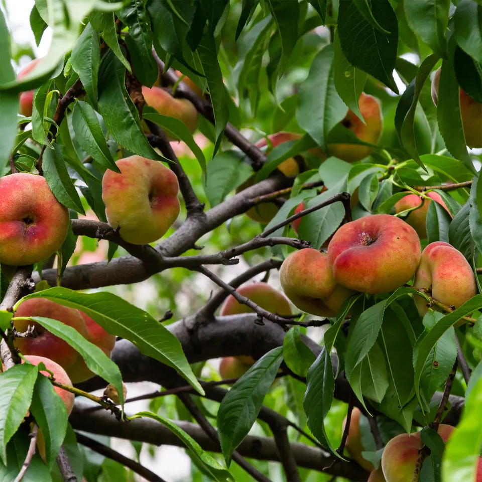 Bakker Pêcher Saturne fruitier pot 3L pêche plate