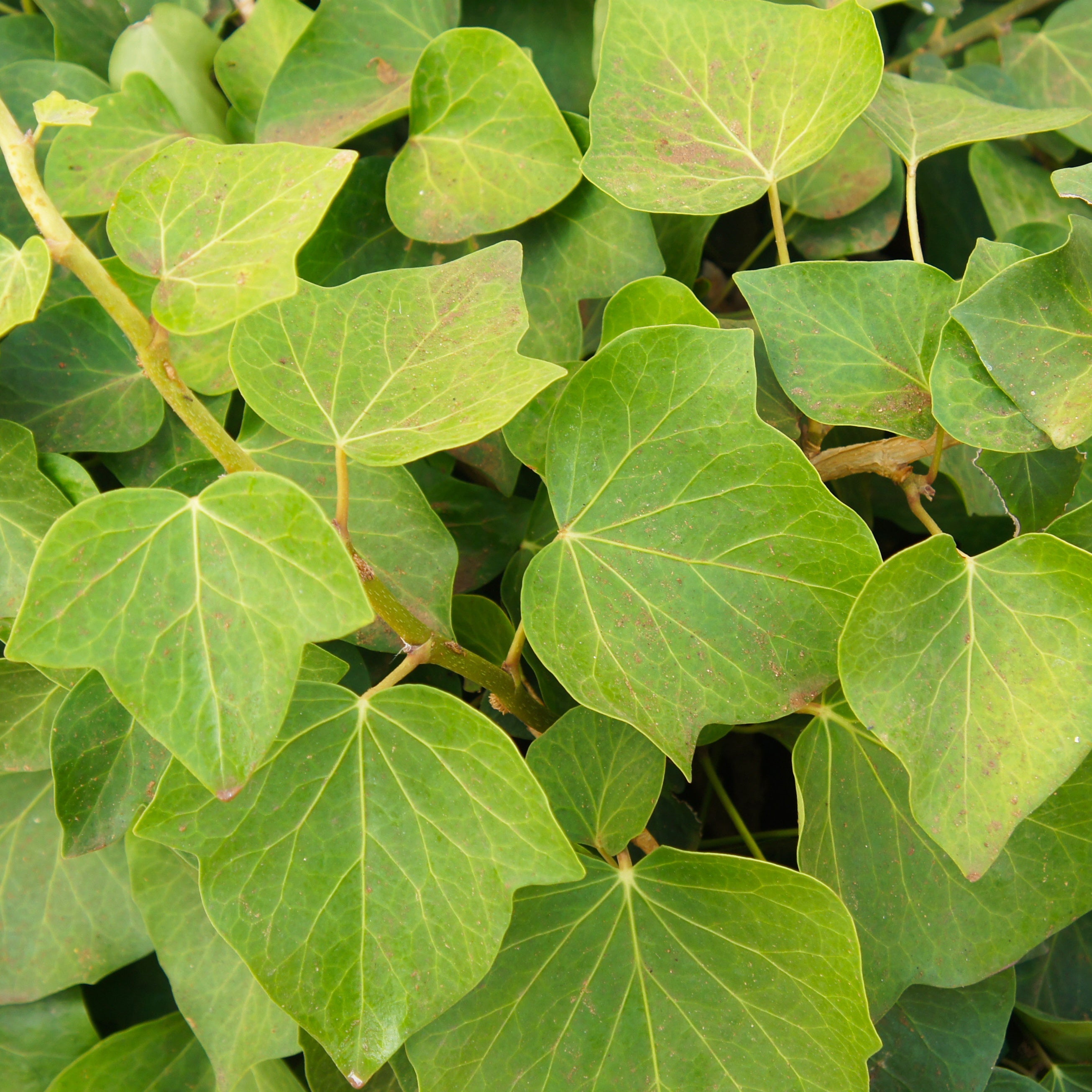 Bakker Alger lierre couvre-sol pot Ø9cm persistant
