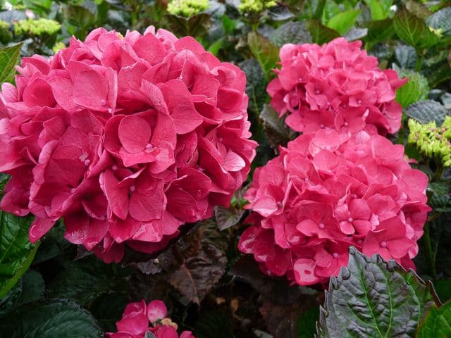 Les Hortensias du Haut Bois Merveille Sanguinea hortensia boule godet