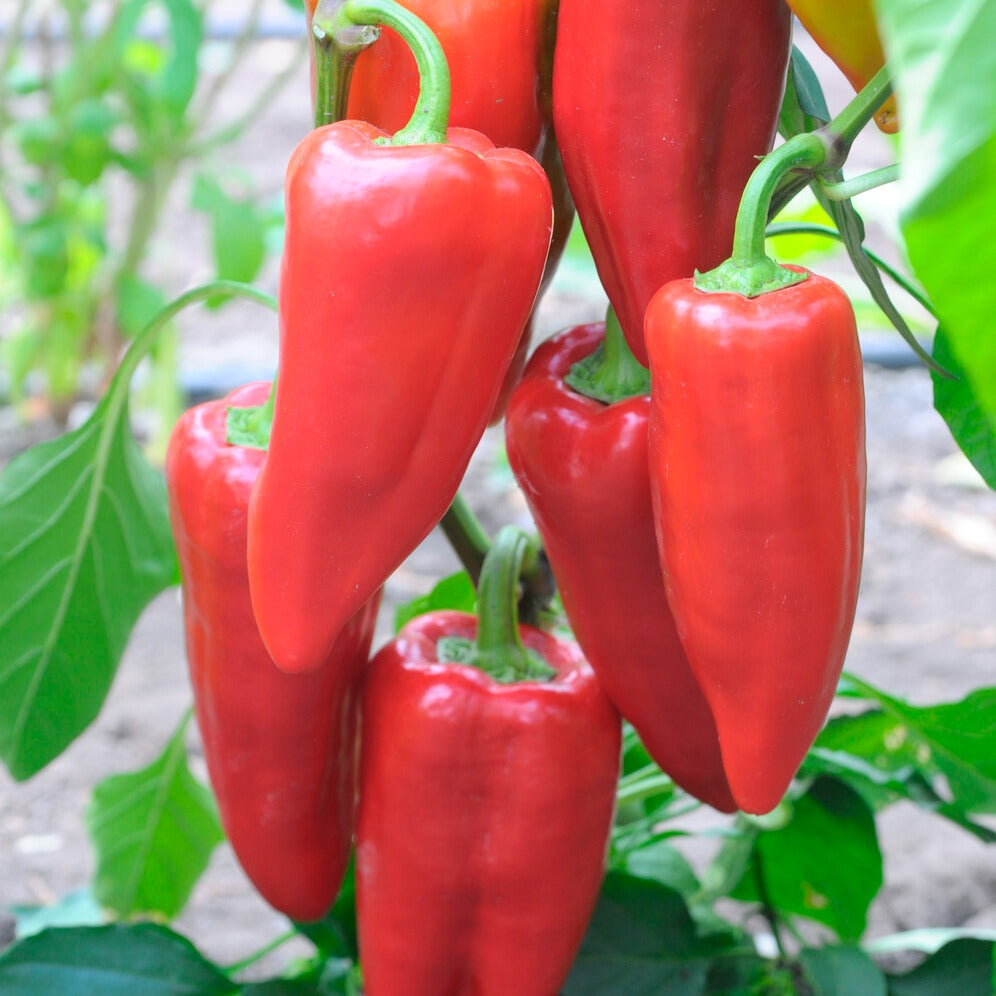 Bakker Poivron Piquillo graines sachet 0,25g soleil