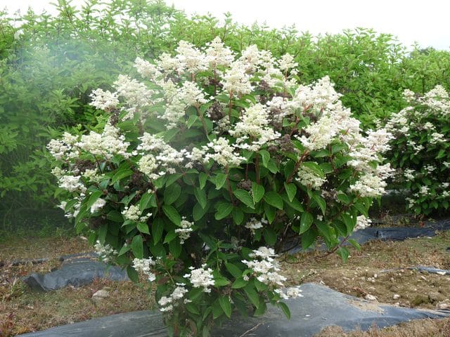 Les Hortensias du Haut Bois Hydrangea paniculata Dharuma hortensia panicule