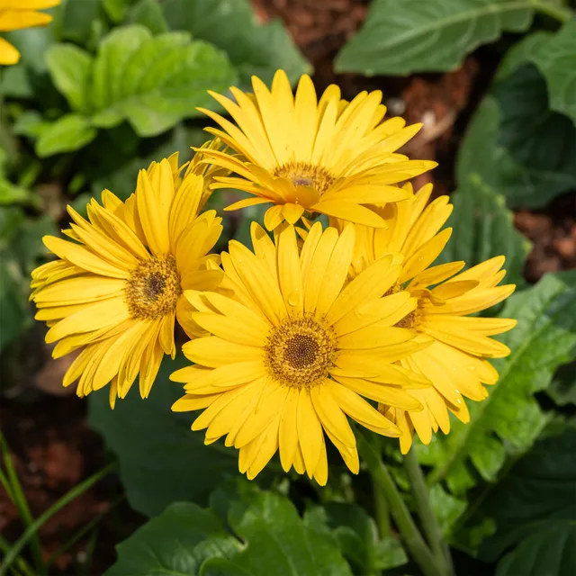 Bakker Gerbera jaune terrasse pot 12cm floraison longue
