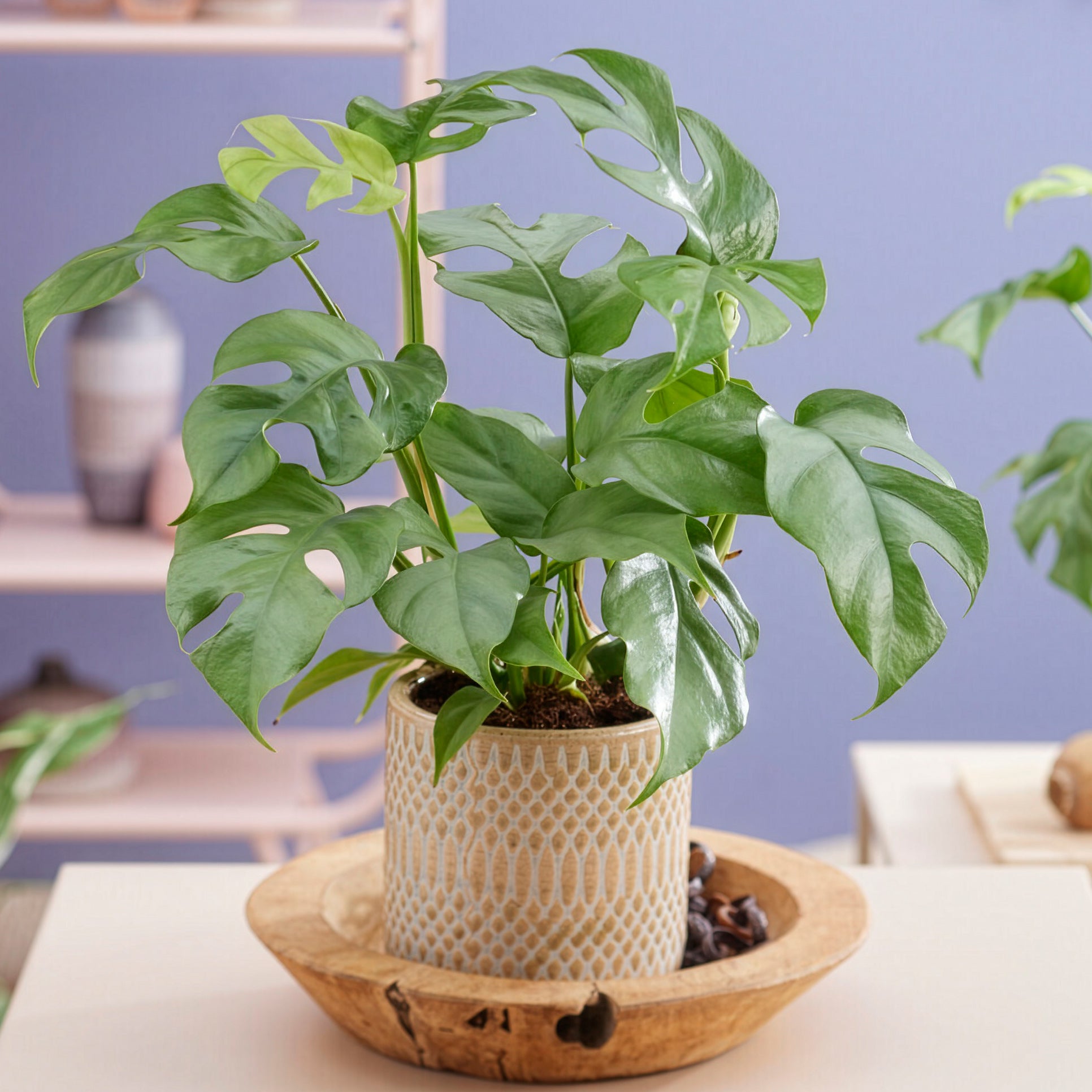 Bakker Plantes d'intérieur Monstera Minima plante verte pot 12cm retombante