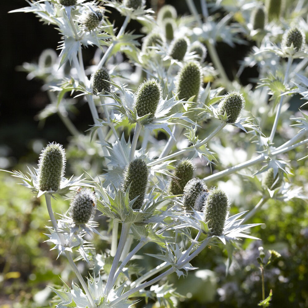 Bakker Panicaut géant Eryngium plante vivace pot 9cm blanc