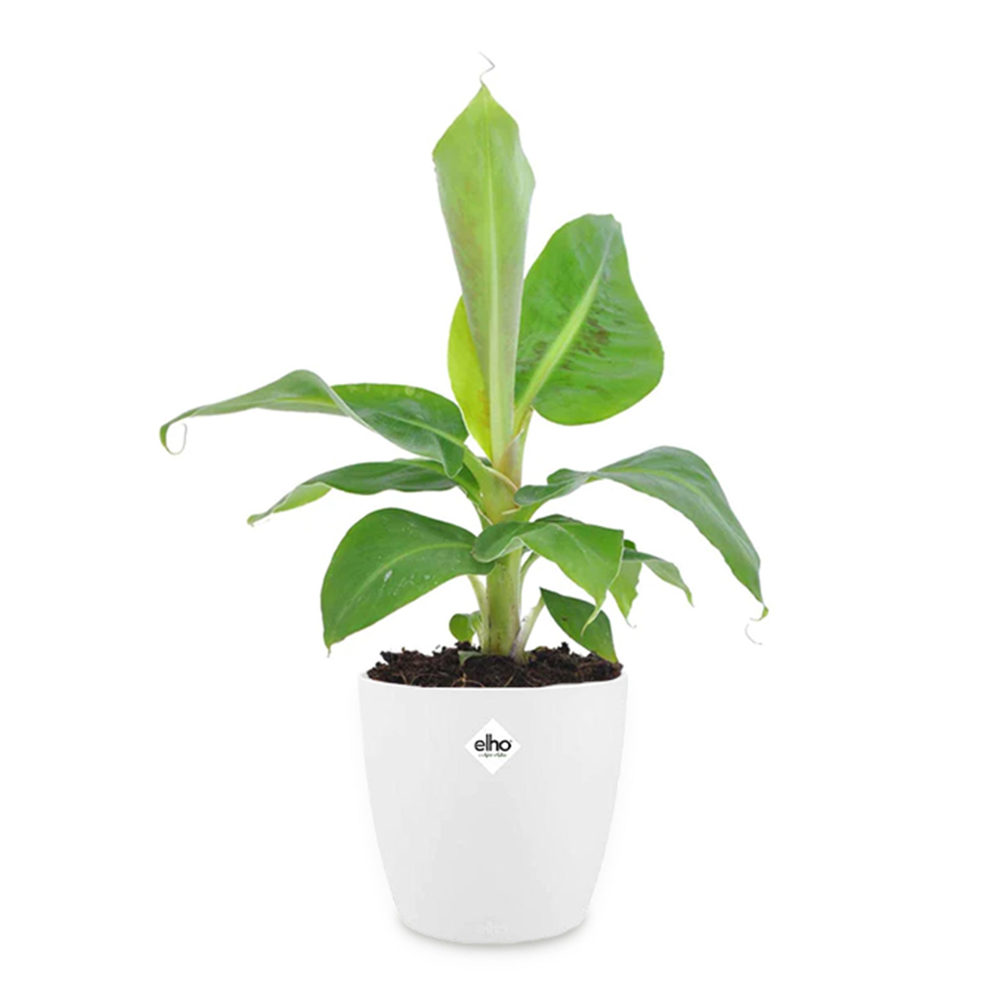 Bakker Bananier nain plante d'intérieur cache-pot blanc 14 cm