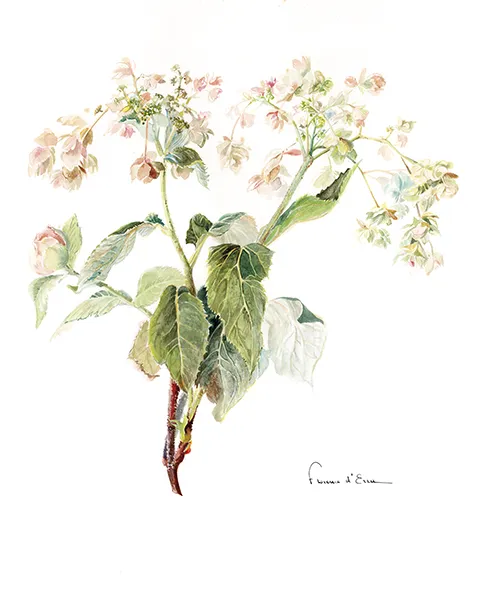 Les Hortensias du Haut Bois Kokonoe yama carte postale A6 jardin