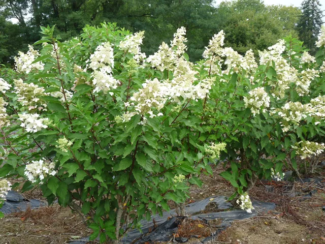 Les Hortensias du Haut Bois Unique hortensia paniculé blanc rustique