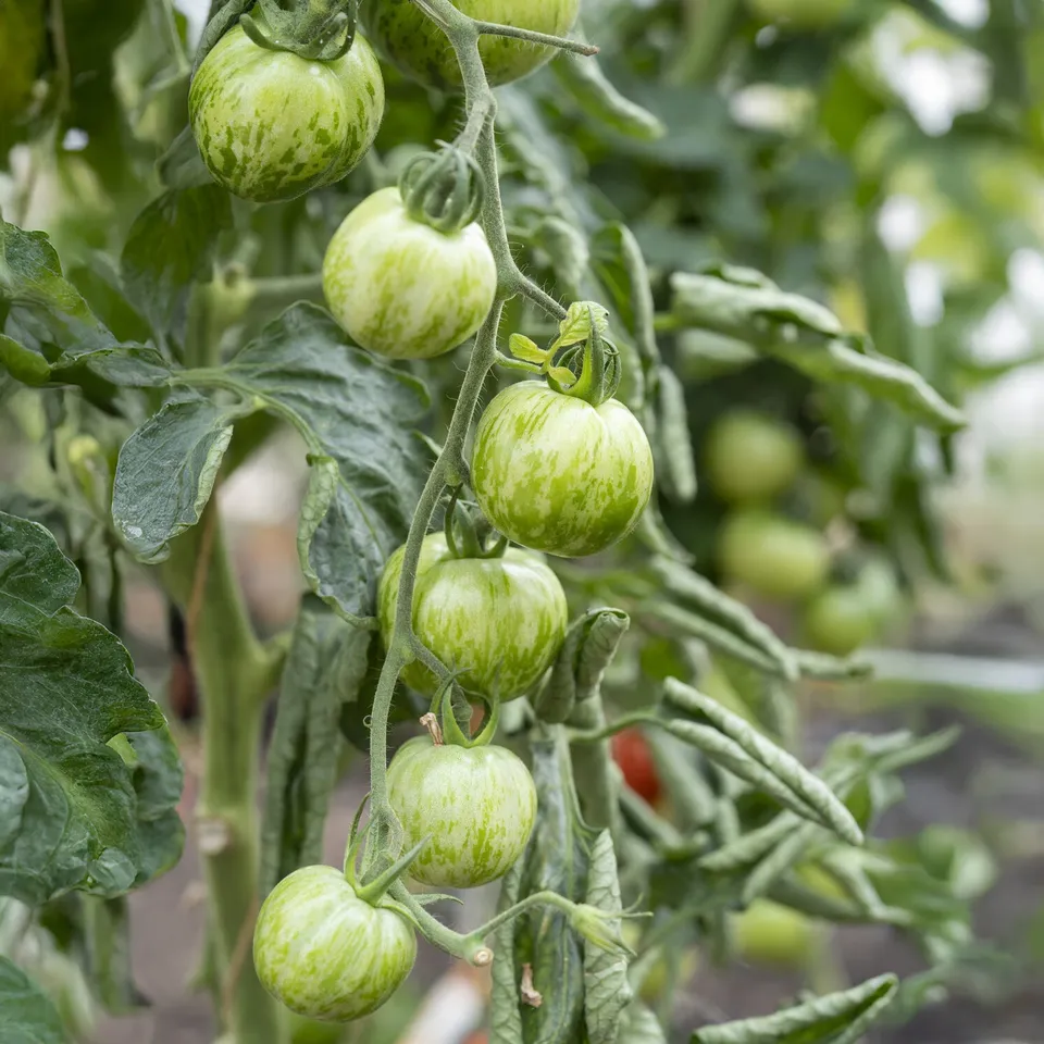 Bakker Potager Plant Tomate Green Zebra 3 plants pot 10,5cm verte