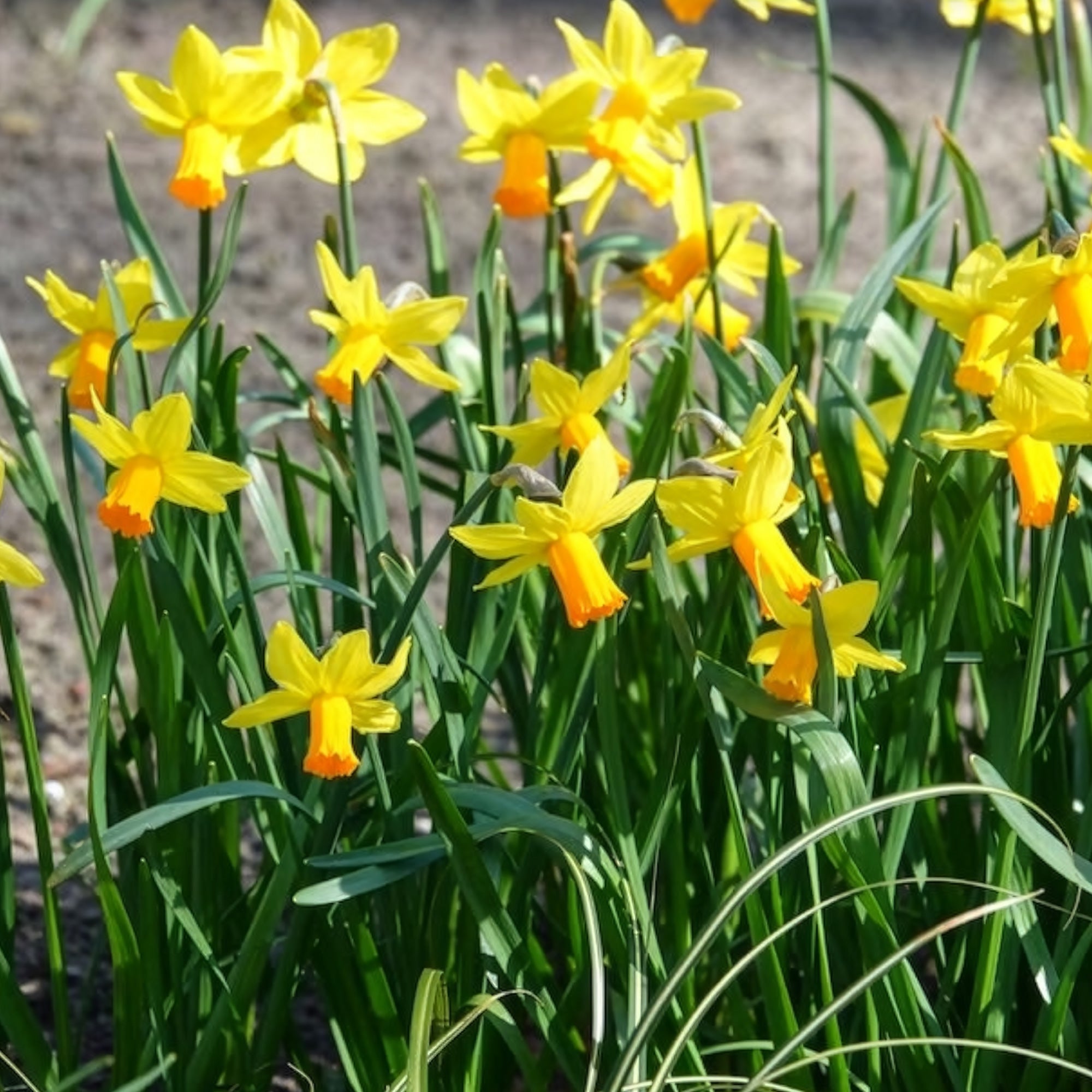 Bakker Mini-narcisse Jet Fire bulbe jaune 5 bulbes