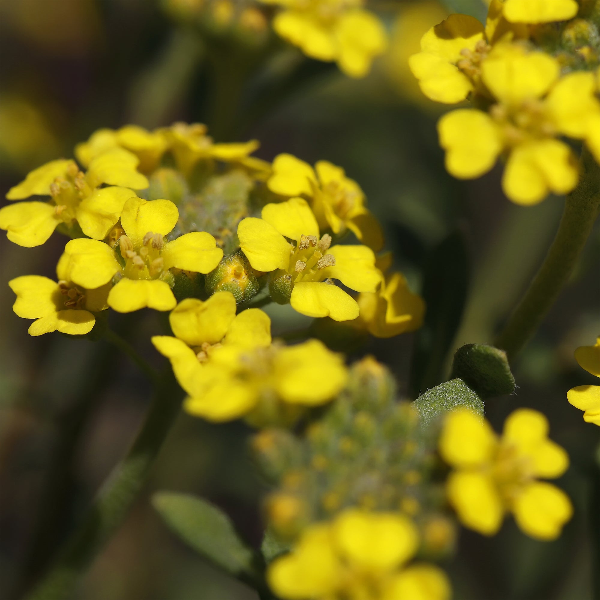Bakker Plantes vivaces Passerage Berggold vivace pot 9cm jaune