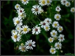 Passion Vivaces Aster pilosus plante vivace godet fleurs blanches