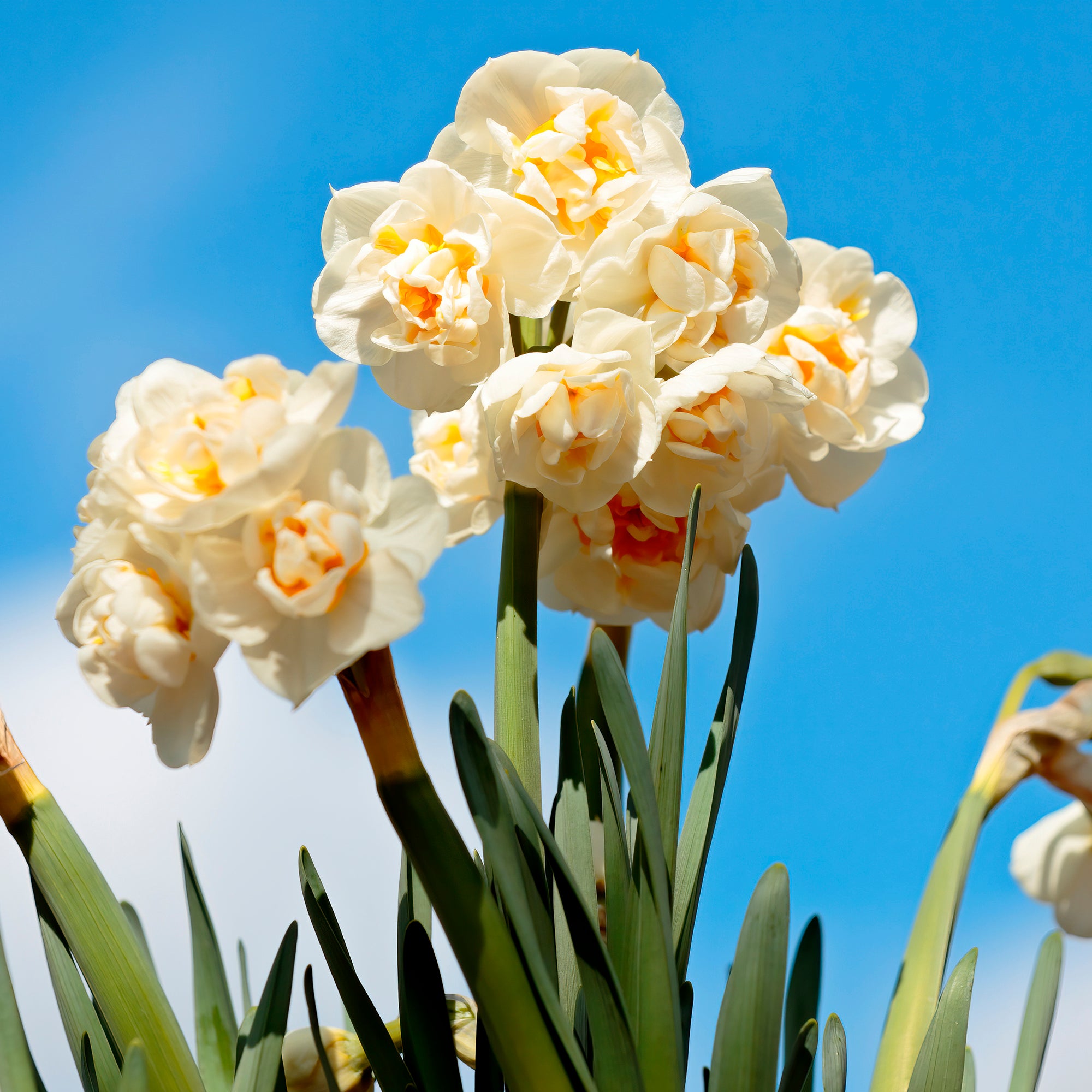 Bakker Van Eijk bulbes tulipe narcisse 10 bulbes rose