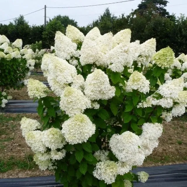 Les Hortensias du Haut Bois Lime Light hortensia panicule vert