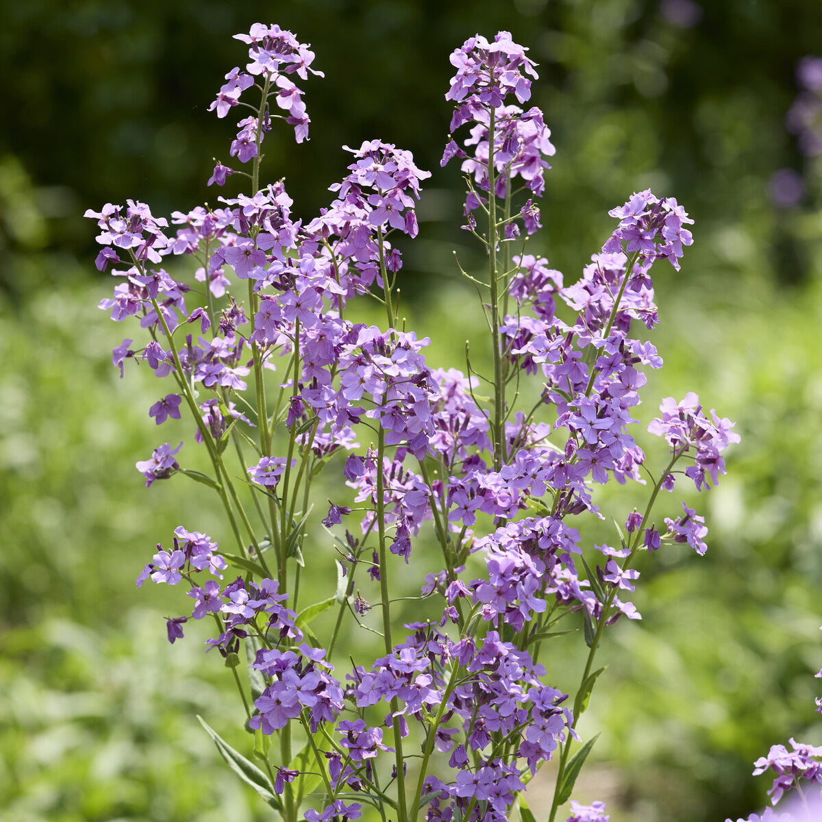 Bakker Julienne des Dames vivace pot 9cm violet