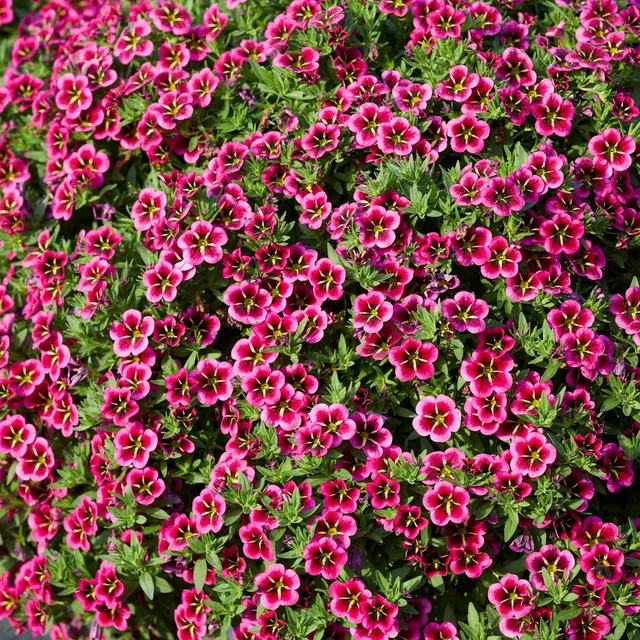Bakker Good Night Kiss mini-pétunias 3 pots 10,5cm