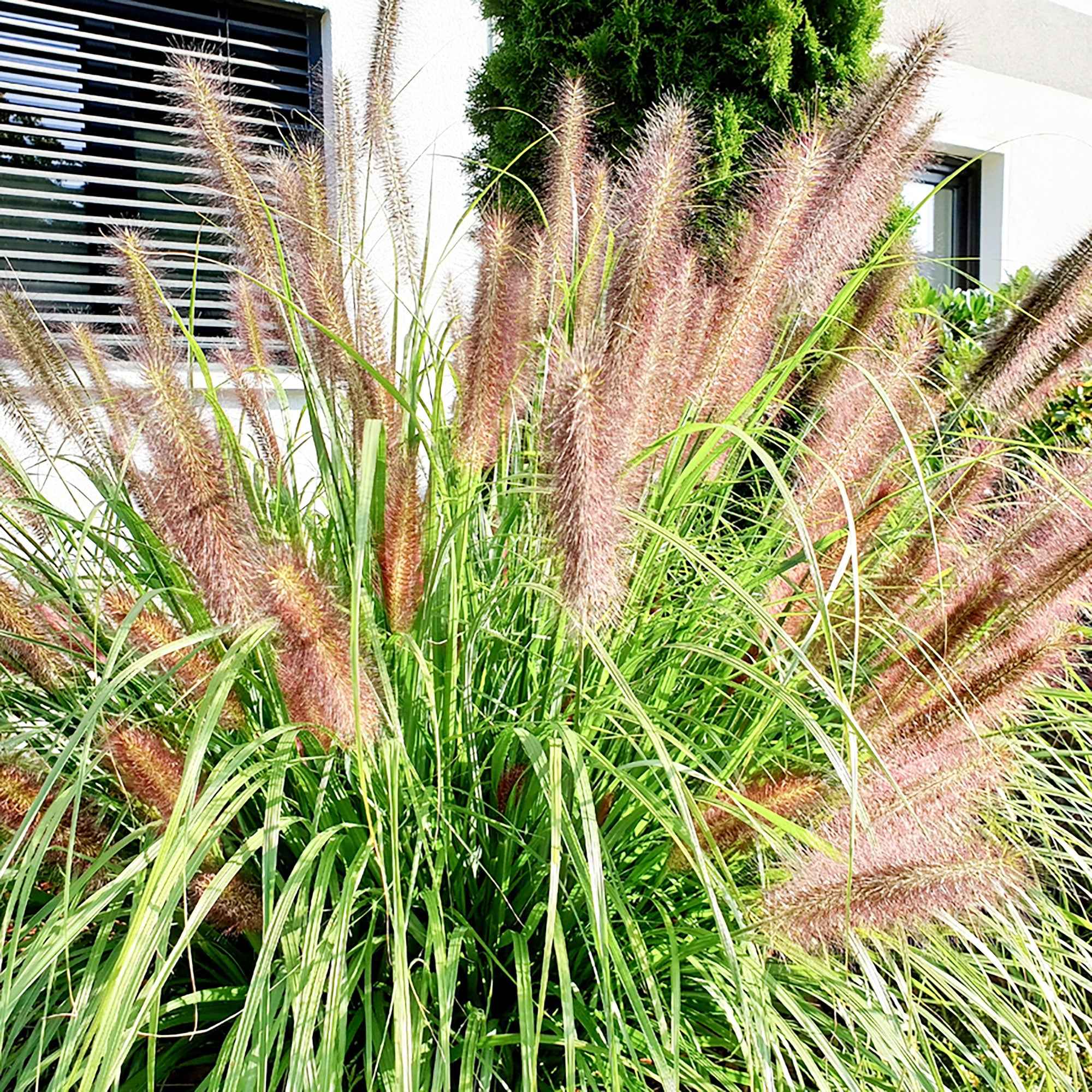 Bakker Pennisetum Flamingo graminée rose pot 9cm