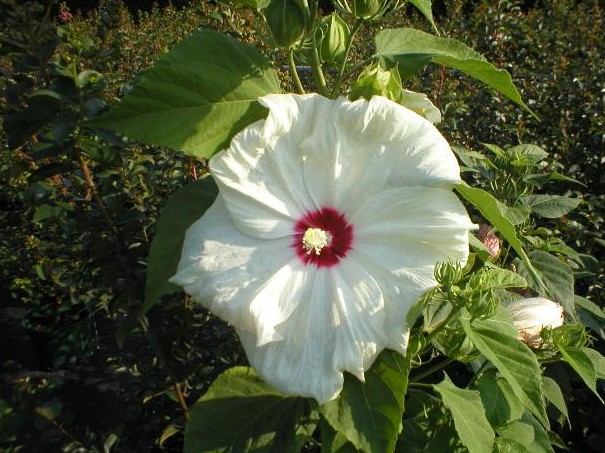 Pépinières Ripoche Hibiscus Jolly Heart arbuste blanc pourpre