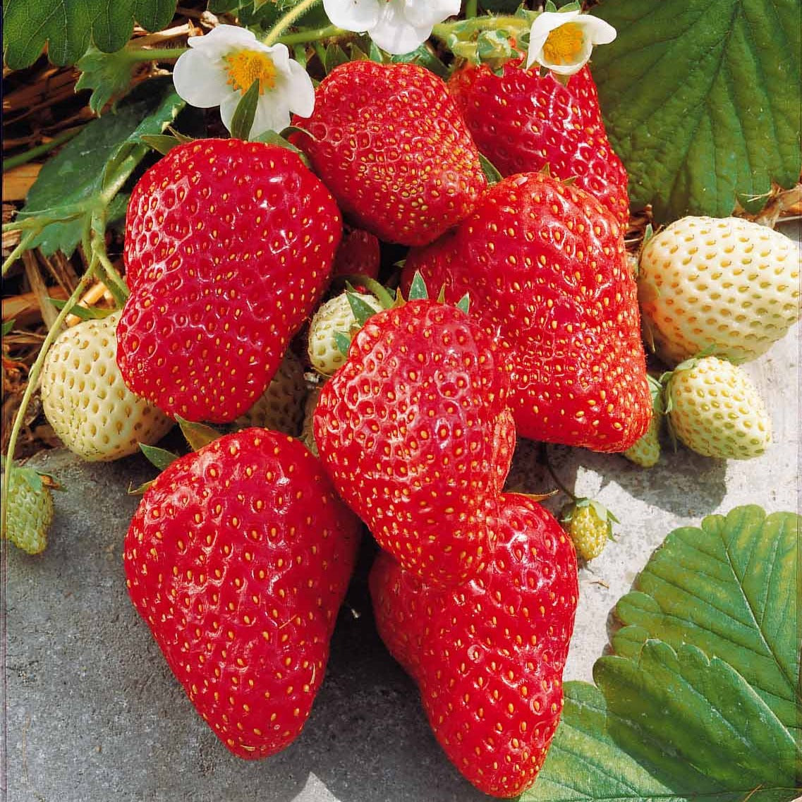 Bakker Fraisier Mount Everest grimpant 5 racines remontant