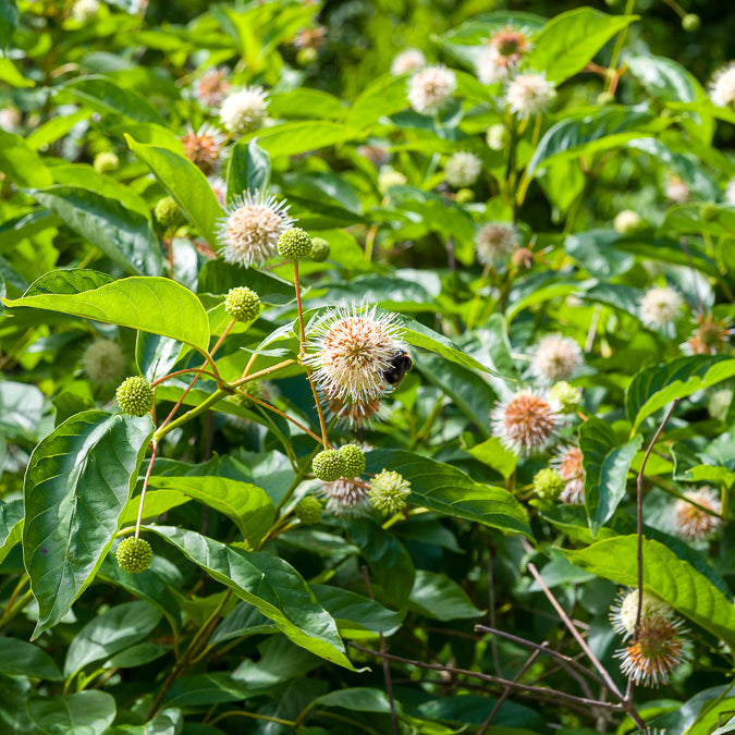 Bakker Cephalanthus occidentalis bois-bouton arbuste tige 50cm pot 3L