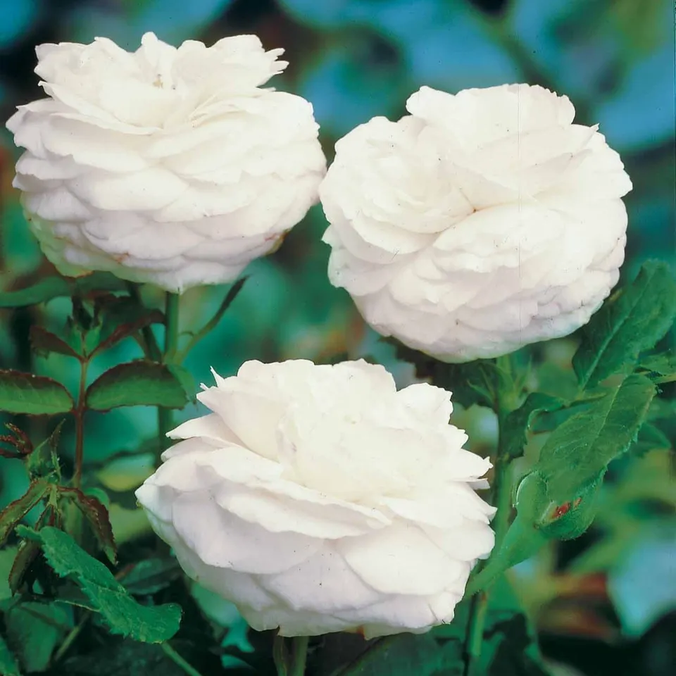 Bakker Boule de Neige rosier ancien racine nue blanc parfumé