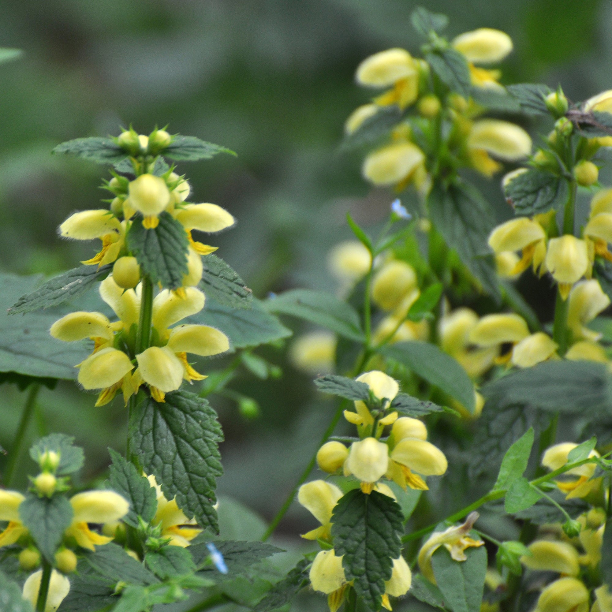 Bakker Lamier doré Florentinum vivace pot Ø 9cm jaune