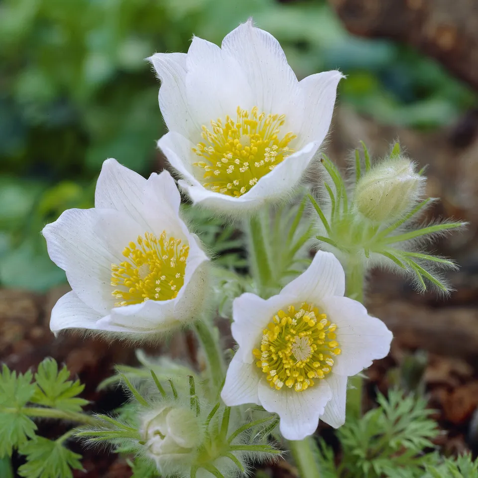 Bakker Plantes vivaces Anémone pulsatille blanche pot 9cm