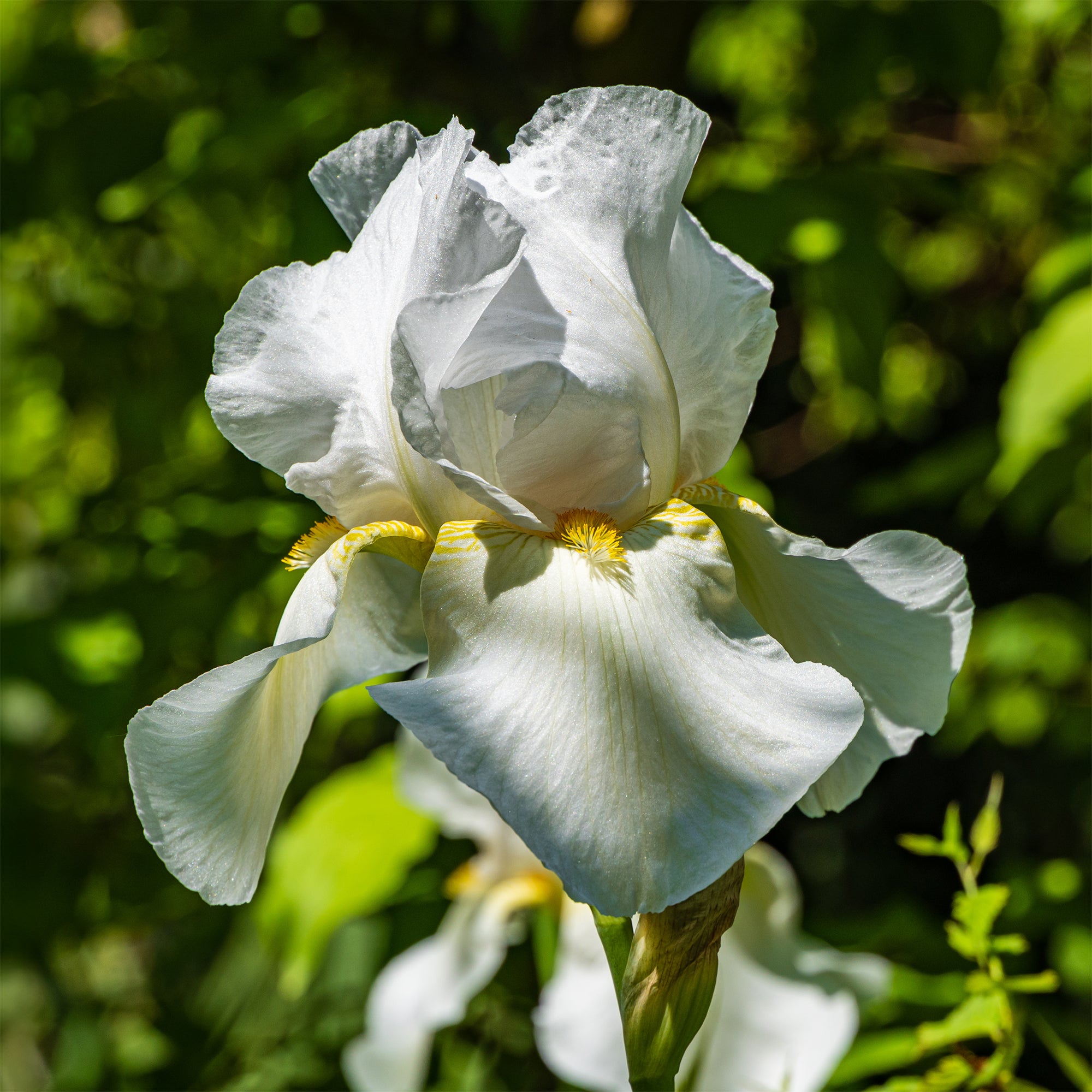 Bakker Vivaces Iris Wedding Bouquet vivace pot 8cm blanc