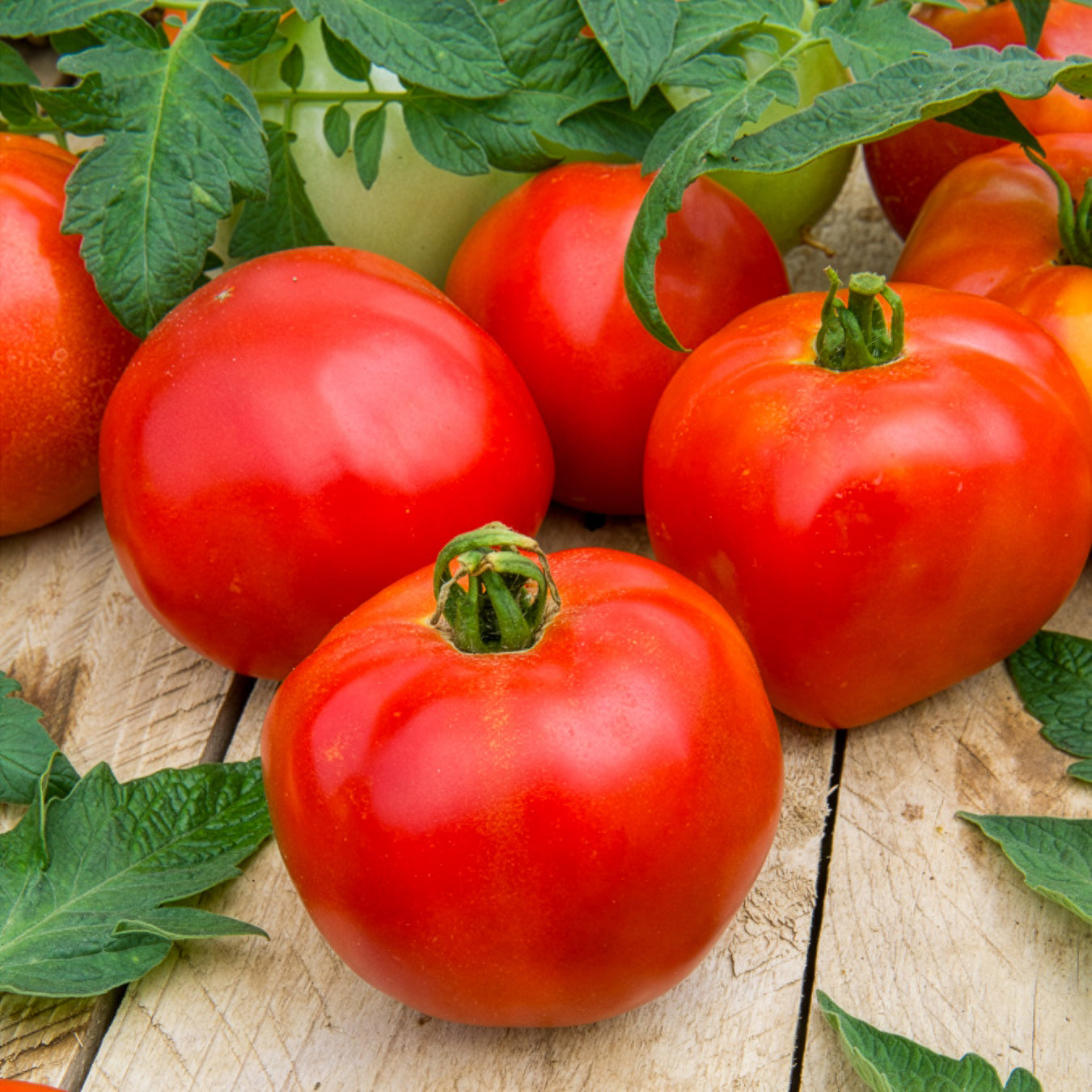 Bakker Pyros HF1 tomate rouge sachet 0,1 g précoce