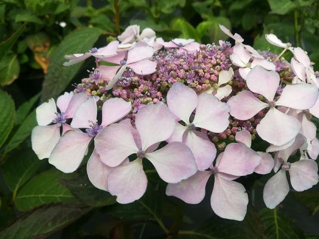 Les Hortensias du Haut Bois Davidii hortensia plates godet