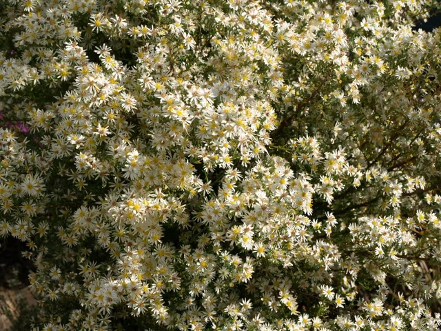 Passion Vivaces Aster falcatus plante vivace godet blanche