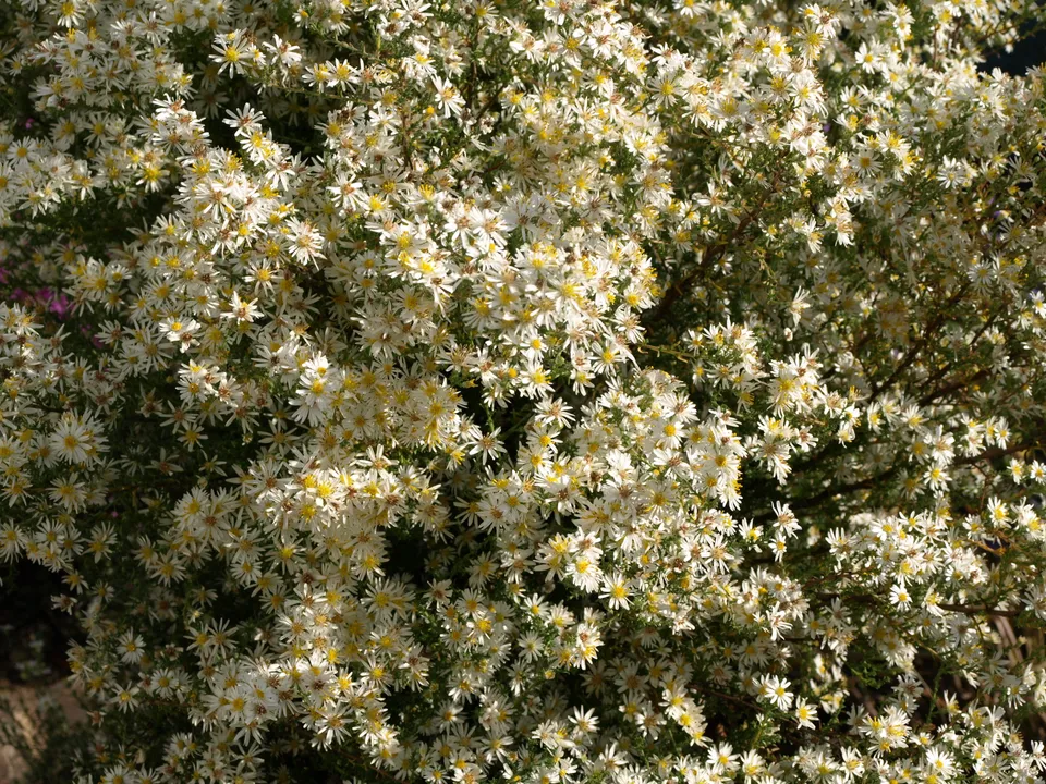 Passion Vivaces Aster falcatus plante vivace godet blanche