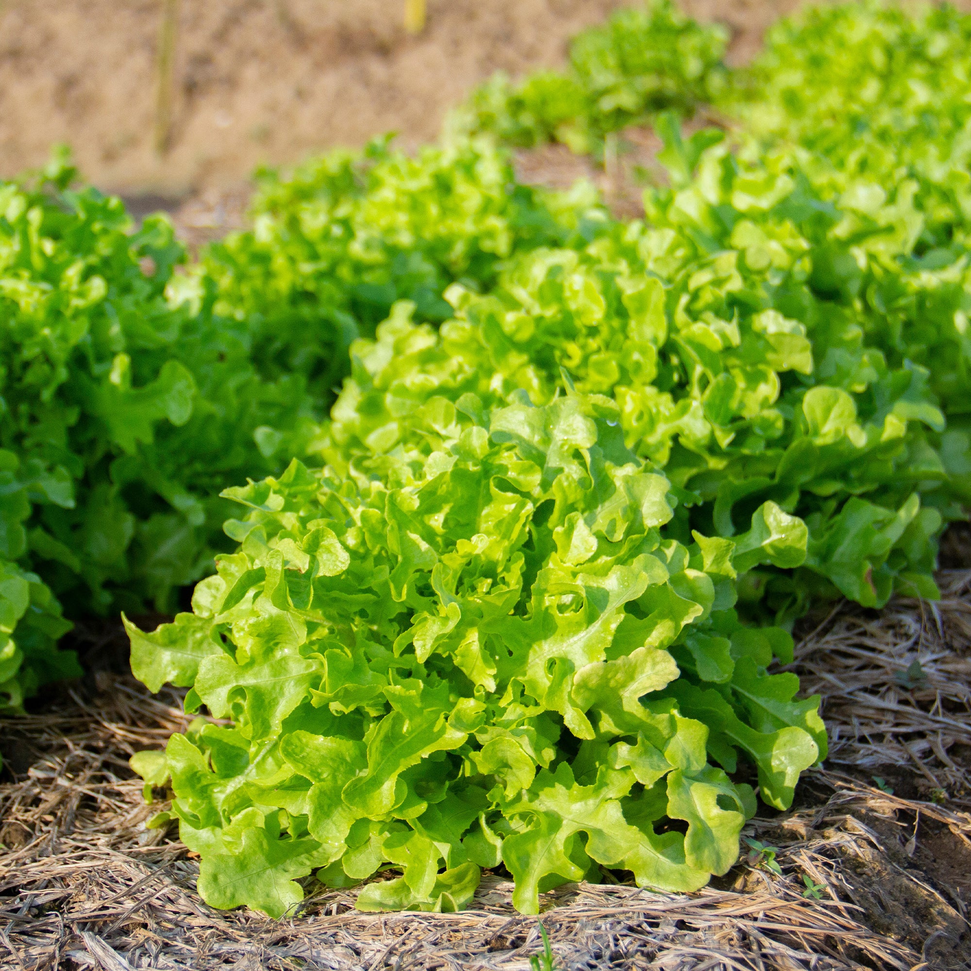 Bakker Potager Laitue Feuille de chêne graines sachet 2g