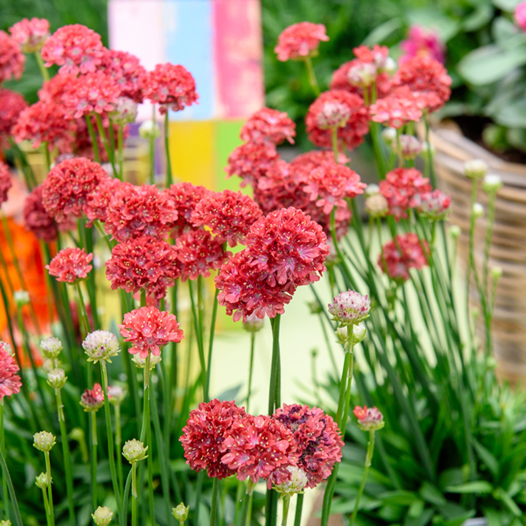 Bakker Ballerina rouge gazon d’Espagne pot 8cm fleur rouge